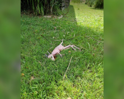 Construction Worker Stops Everything When He Spots a Tiny Pink Baby Crying in the Grass