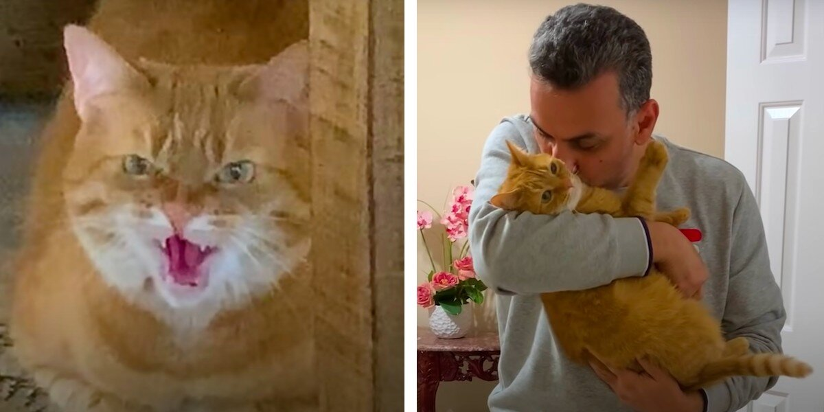 Grumpy Cat Who ‘Hated Everyone’ Finally Found One Person She Loves