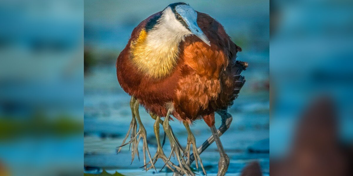 Photo Of Bird With ‘8 Legs’ Reveals The Sweetest Hidden Truth