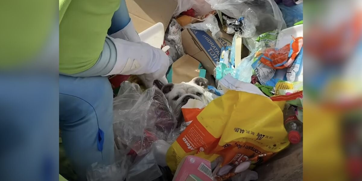 Rescuer Stops In His Tracks When He Spots A Tiny Face In The Trash