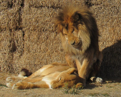 Lion Refuses To Leave His Ailing Mate’s Side — Staying With Her Until Her Final Breath
