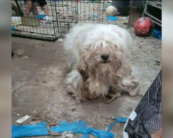Left Behind With The Trash, This Little Dog Refused To Give Up Hope