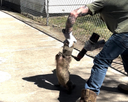 Man Overcomes Fear To Rescue ‘Angry’ Groundhog Trapped In Peanut Butter Jar