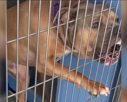 Dog Spends 1,100 Days In Shelter Too Scared To Trust — Until One Friend Changes Everything