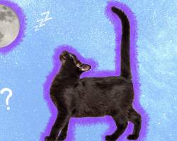 Are Cats Really Nocturnal? Here’s What Science (And Your Sleepless Nights) Say