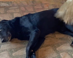 Dog Insists On ‘Helping’ With Chores — But Ends Up Making Everything Take Longer
