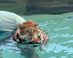 Overweight Cat Has Serious Objections About Water Therapy — Until It Changes His Life