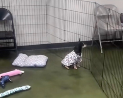 Every Dog At The Adoption Event Found A Home — Except For Her