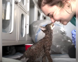 Rescuers ‘In Tears’ When Tiny Kitten Arrives Coated Head To Toe In Paint