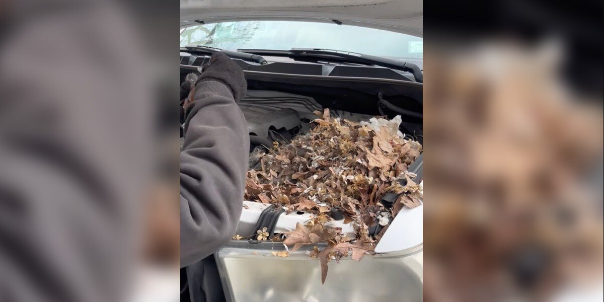 Mechanic Opens Car Hood — And Finds A Pile Of Baby Animals Staring Back
