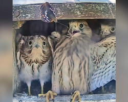 Baby Falcons Have The Funniest Reaction When A Butterfly Flutters Into Their Nest