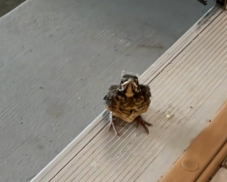 Grumpy Baby Bird Can’t Believe It Took Humans So Long To Notice Him In The Garage