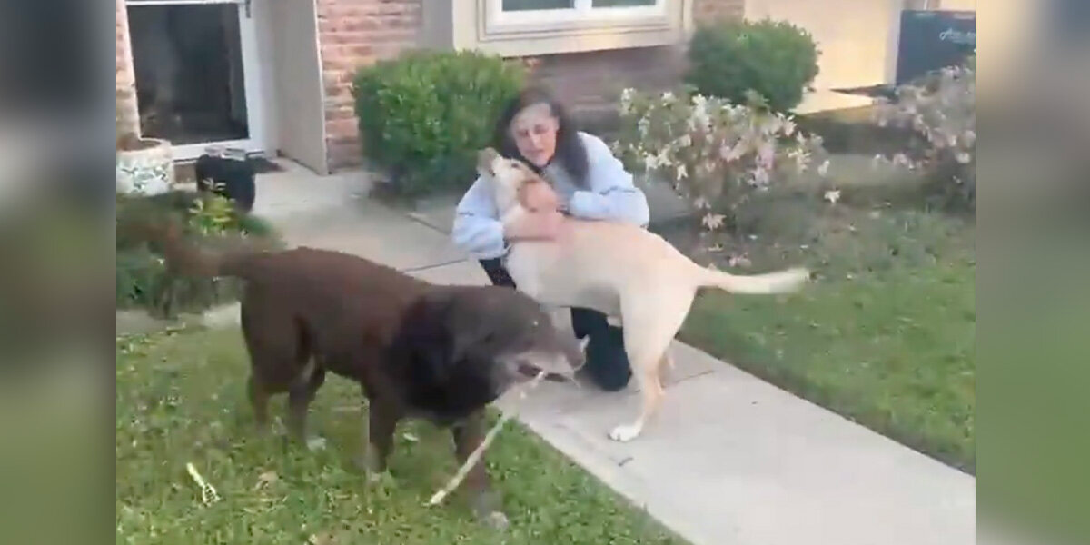 Astronaut Finally Reunites With Her Dogs After Nearly A Year In Space