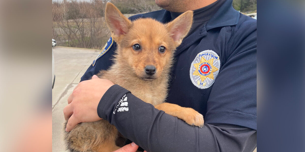 Rescuers Find ‘Mystery Animal’ By Dumpster — And Can’t Figure Out What He Is