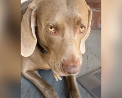 Woman Spots Tiny Legs Sticking Out Of Her Dog’s Mouth — Then Realizes What’s Really Happening