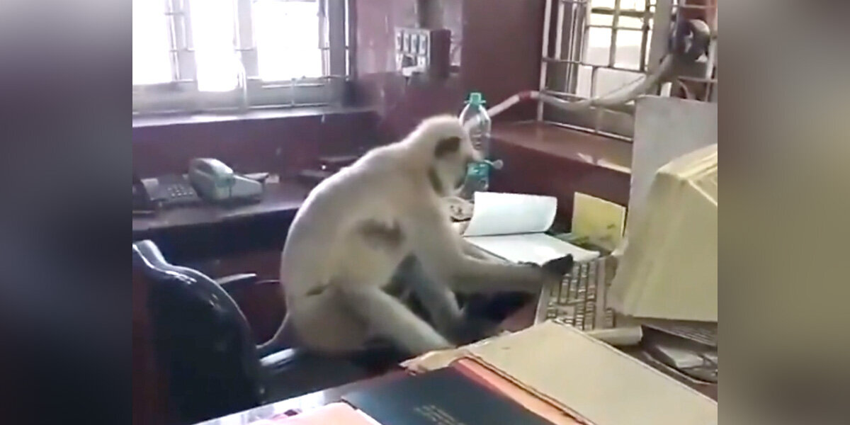 Employees Arrive At Work — And Find A Wild Monkey Running The Office