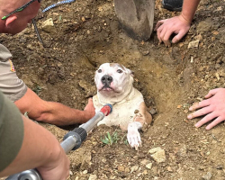Dog Goes Outside To Do His Business — And Ends Up Needing A Full Rescue Crew
