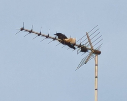 Rescuers Spot Crow Stuck On Rooftop Antenna — Then Realize The Heartbreaking Reason Why