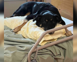 Mysterious Dog Keeps Sneaking Into Nursing Home — Until Everyone Realizes Why