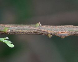 Little Spider Is A Master Of Disappearing Right Before Your Eyes