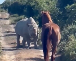 Horse and Wild Rhino Share a Rare Moment — And Everyone Walks Away Amazed