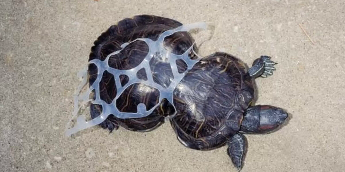 Turtle Freed From Six-Pack Rings Is Still Going Strong — 30 Years Later