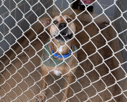 Sweet Dog With The Biggest Smile Has Waited Over 2,500 Days For Someone To Love Him