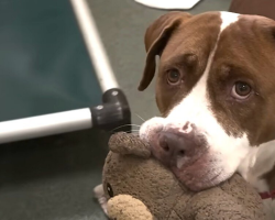 Senior Shelter Dog Offers Her Stuffed Toys To Everyone Who Walks By Her Kennel