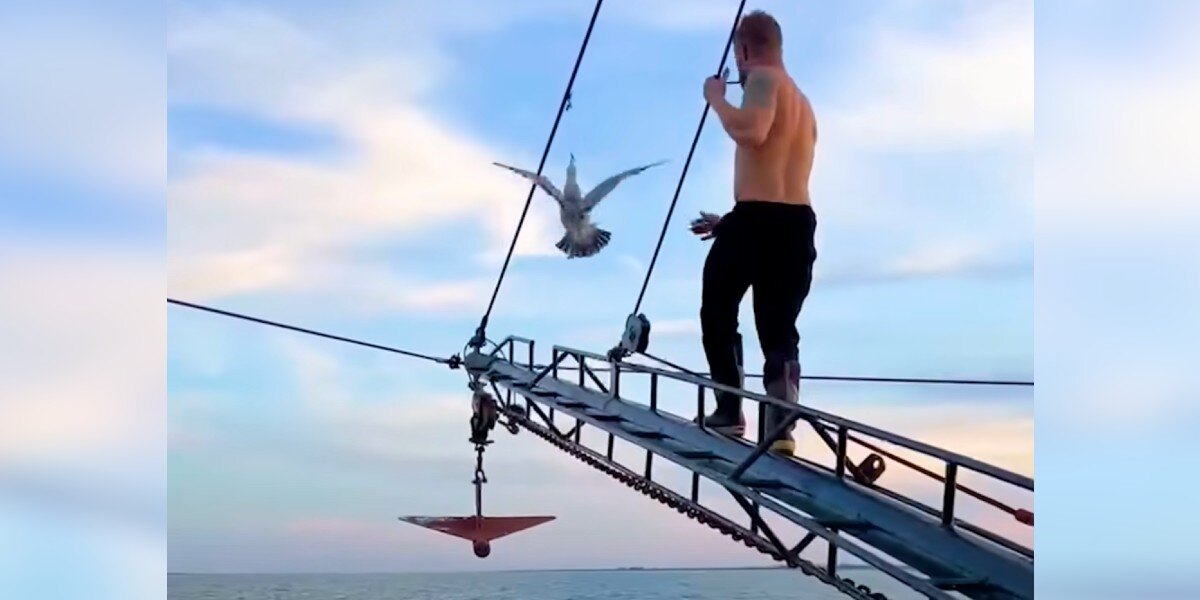 Man Walks The Plank — With Sharks Below — To Save A Trapped Seagull