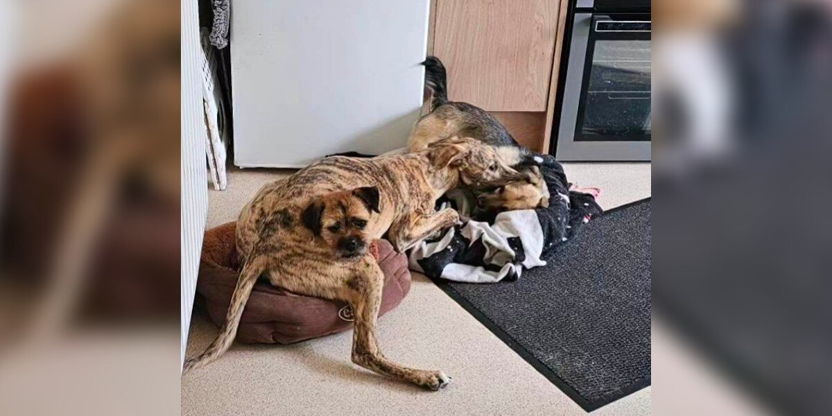 Giant Puppy’s Cuddles Create Hilarious Optical Illusions