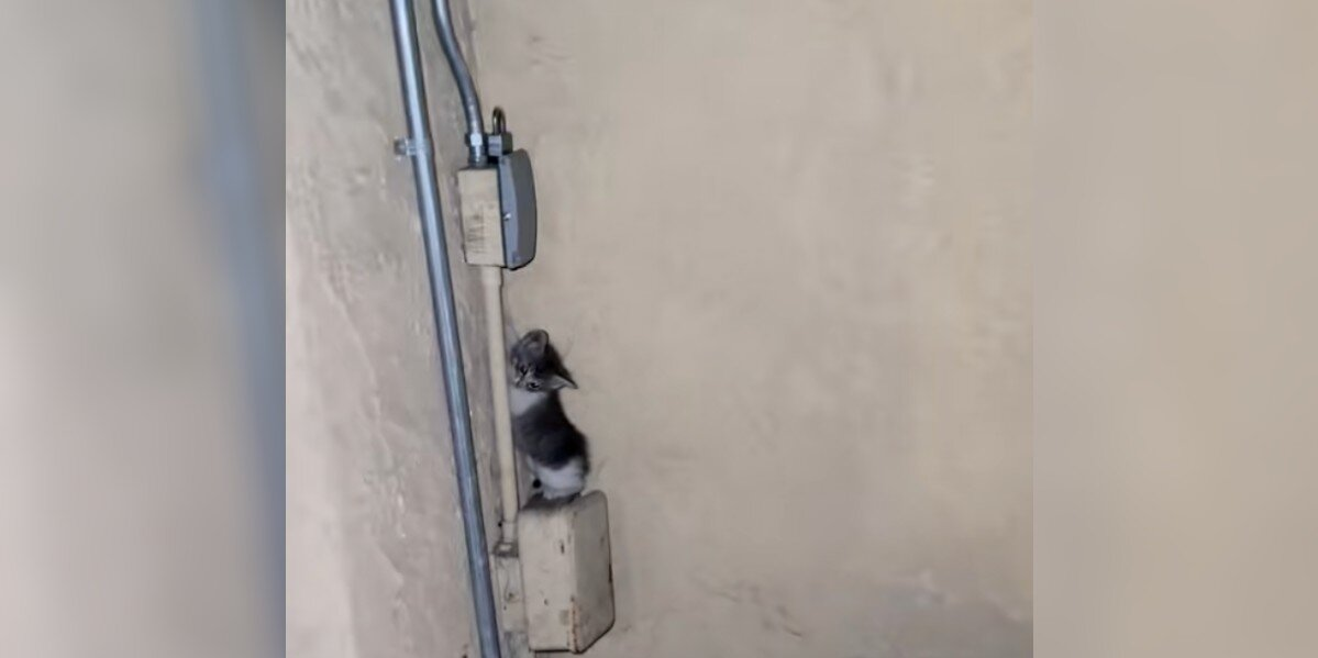 Woman Hears ‘Screaming’ At 1 A.M. — Then Spots A Baby Standing On An Electrical Box