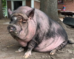 Pig Who Never Quite Fit In Finds Love In The Most Unexpected Friend