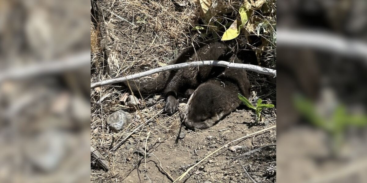Park Ranger Spots a Fuzzy Brown Lump in a Ditch — and Ends Up Saving Two Tiny Lives