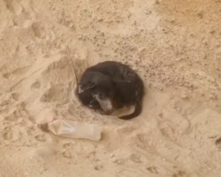 Cyclist Becomes Lifesaver After Finding Terrified Dog Alone in the Desert