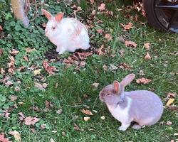 Two Bunnies Dumped In the Freezing Cold Refused To Leave Each Other’s Side