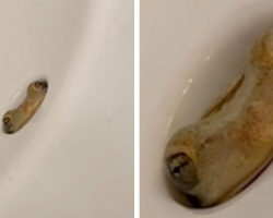 Woman Screams When She Spots Tiny Eyes Peeking Out From Her Bathroom Sink