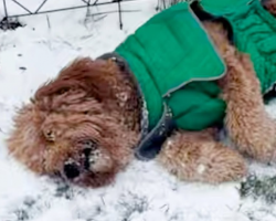 Narcoleptic Dog Passes Out Every Time He’s Happy – At Least 100 Times A Day