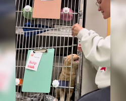Shelter Cat Who ‘Hates Being Alone’ Begs Staff Not To Put Him Back In His Kennel