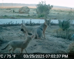 Trail Cam Captures Rare — And Adorable — Footage Of Endangered Fox Family At Play