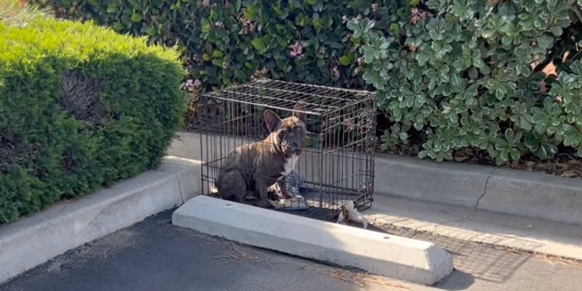 Driver Pulls Into Parking Lot — And Locks Eyes With Someone Begging To Be Saved