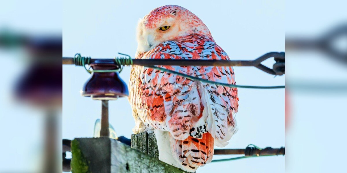 Photographer Spots Never-Before-Seen Orange Snowy Owl — And No One Knows Why She Exists
