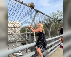 Woman Leaps From Uber To Save Terrified Animal Clinging For Life Above Busy Highway
