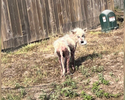 Teacher Spots Hairless Dog Wandering Near School — And Decides To Change His Life Forever