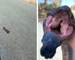 Man Stops For ‘Angry’ Creature In The Road — And Ends Up Earning Her Trust