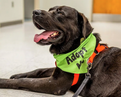 How Much Does It Really Cost to Adopt a Rescue Dog?