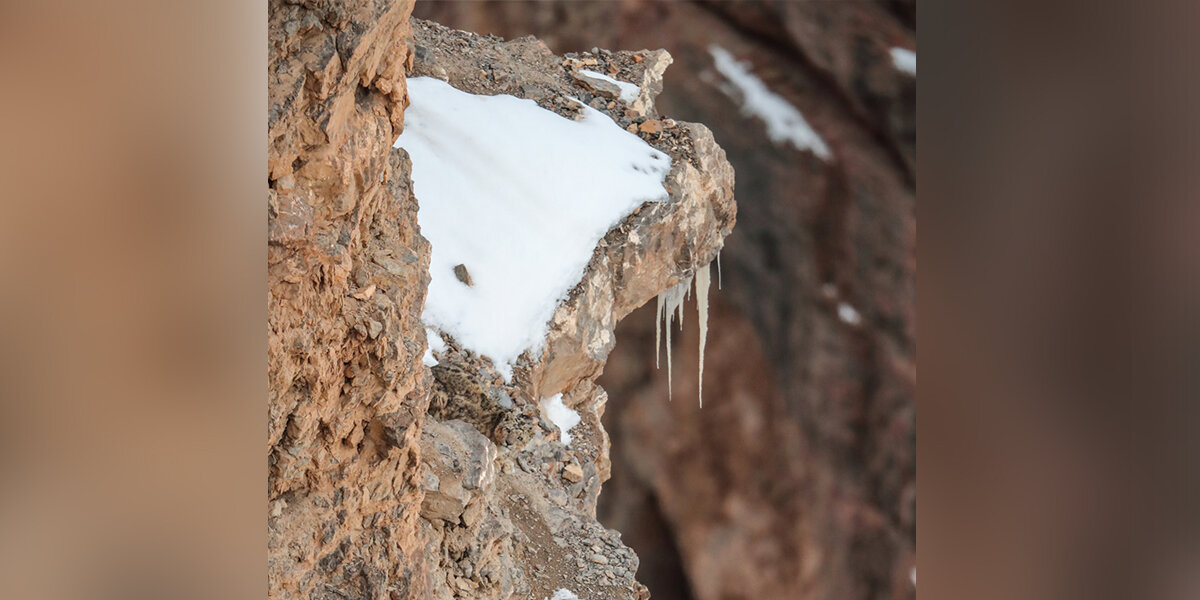 People Can’t Stop Searching For The Big Cat Hidden In This Photo