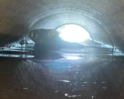 Navy Officer Spots Massive Wombat Struggling To Stay Afloat — Then A Rescue Mission Begins