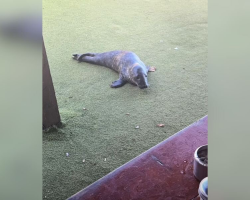 Cafe Guests Are Amazed When A Sleepy Baby Seal Crawls In And Takes A Nap