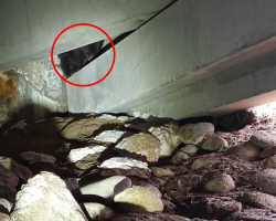 Hospital Security Guard Spots Tiny Bear Hiding Alone In Parking Lot Corner