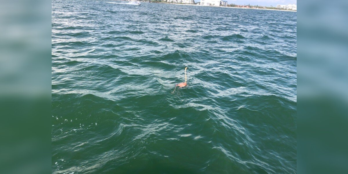 Boaters Spot Something Pink In The Waves — Then Realize It’s A Struggling Flamingo